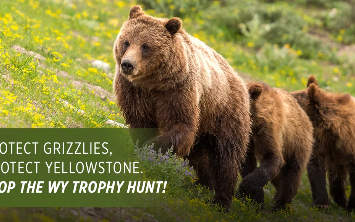 Wyoming S Extreme Grizzly Bear Trophy Hunting Proposal Threatens   For Blog .webp